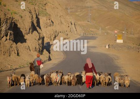 A common sight in Ladakh - animals being herded along the road. Leh to Srinagar highway near Lamayouro, Ladakh, Jammu and Kashmir, India Stock Photo