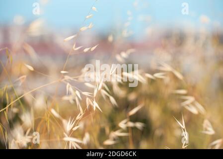 Ripe wild oat spilling in the wind in hot summer Stock Photo