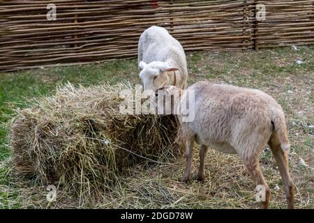 Pair of young white and brown sheep are eaten from a pile of straw against the background of a wicke Stock Photo