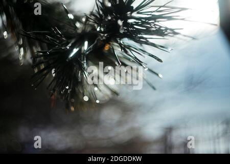 Abstract close up of pine needles Stock Photo