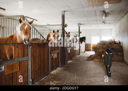 Young child in stable in winter looking at brown horses Stock Photo