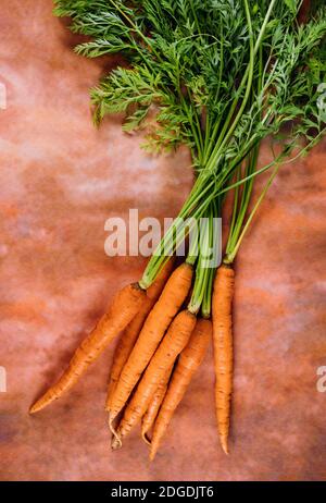 Fresh bunch of carrots with green stems. Stock Photo