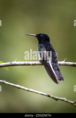 Beautiful black and white tropical hummingbird on tree branch in green rainforest landscape, Mantiqueira Mountains, Rio de Janeiro, Brazil Stock Photo