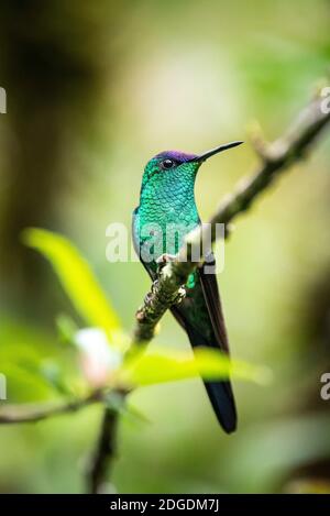 Beautiful colorful green and purple tropical hummingbird on tree branch in rainforest landscape, Mantiqueira Mountains, Rio de Janeiro, Brazil Stock Photo