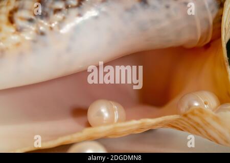 pearl beads lie in a seashell shell, close up photo Stock Photo