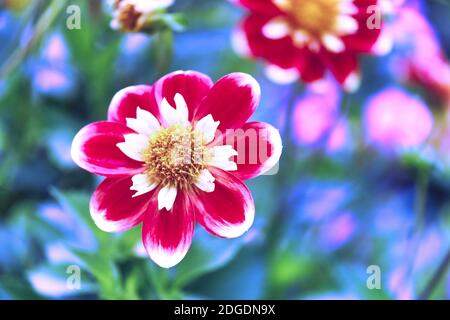 Dahlia Flowers in different colours Stock Photo