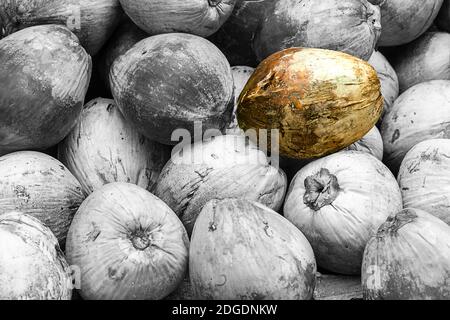 Yellow green coconut on a background of gray black and white fruits, contrast pattern with copy spac Stock Photo