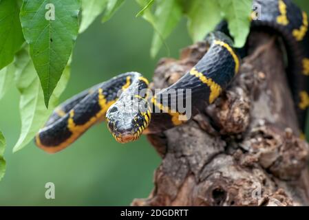 The gold -ringed cat snake ( Boiga dendrophilia ) in defensive mode Stock Photo