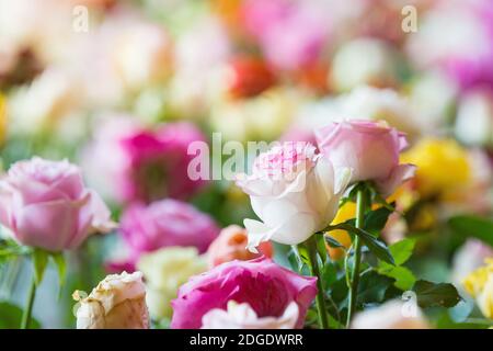 Flowers Wall Background With Amazing Multicolor Roses, Wedding Decoration, Retro Filter Tone. Stock Photo