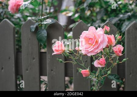Pink blooming rose flowers in bush in green summer garden in public park Stock Photo
