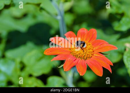 Tithonia diversifolia or Mexican sunflower with bumlebee on it Stock Photo