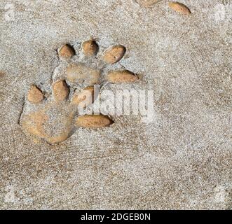 In south africa  dirty footprint of wild animal Stock Photo