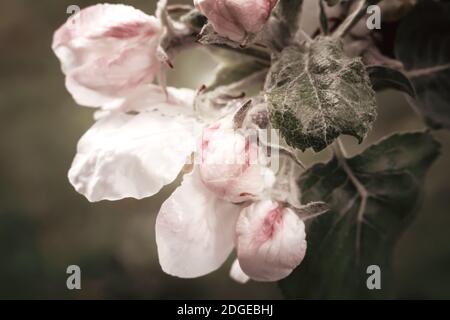 Buds of flowers of an apple-tree and leaves on an apple-tree branch in the spring. Stock Photo