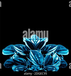 Abstract 2020 blue color plant leaves. Classic isolated background with texture for text copy Stock Photo