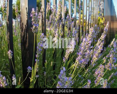 Dozens of purple lavender blossoms on tall green spikes shoot outward, and upwards towards the sky, escaping the confines of a tall metal fenced garde Stock Photo