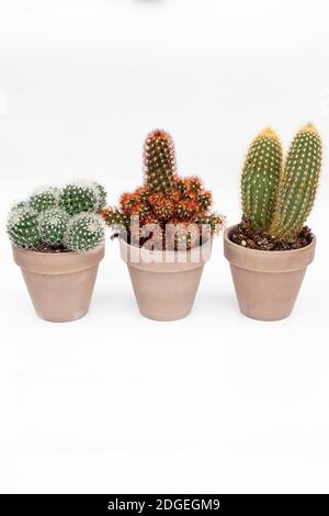 Collection of various cactus in stone pots. Stock Photo