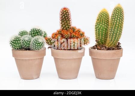 Collection of various cactus in stone pots. Stock Photo