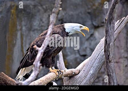 Powerful Bald Eagle perched on a branch gives a menacing scream Stock Photo