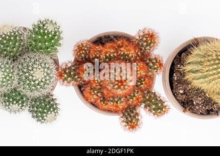 Collection of various cactus in stone pots. Stock Photo