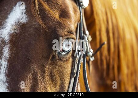 A Painted Horse Roams Through The American Desert Alone Stock Photo