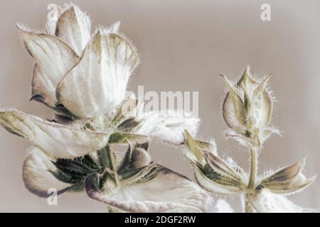 Sage - a medicinal plant with antiseptic action Stock Photo