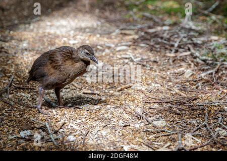 A native Weta bird, Harwoods Hole Track, Abel Tasman National Park, Nelson Tasman, New Zealand, Saturday, November 21, 2020. Stock Photo