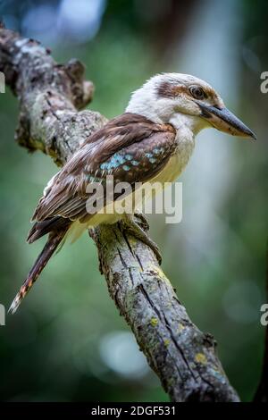 Laughing Kookaburra (Dacelo novaeguineae) perched on tree branch. Queensland Australia. Stock Photo