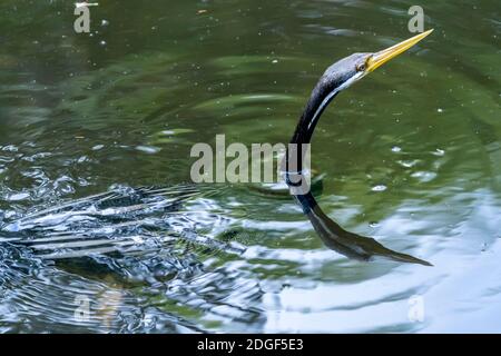 Australasian Darter (Anhinga novaehollandiae) characteristically semi submerged in the water. Queensland, Australia Stock Photo