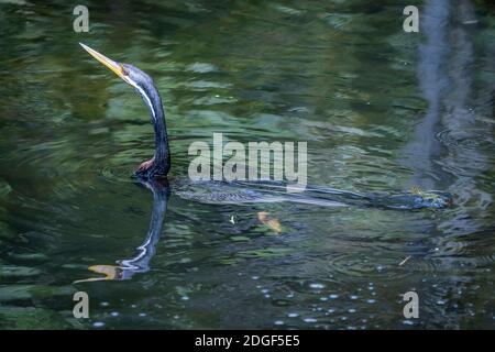 Australasian Darter (Anhinga novaehollandiae) characteristically semi submerged in the water. Queensland, Australia Stock Photo