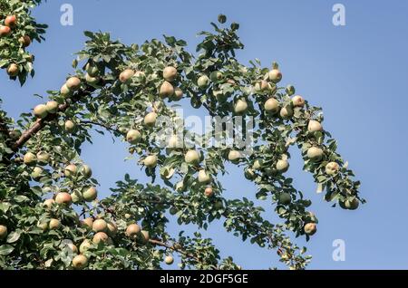 Ripening pears on the branches of a tree. Stock Photo