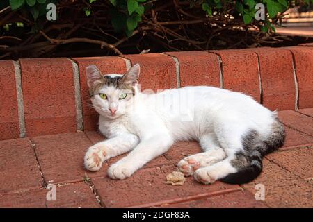 Shaby dirty homeless white cat laying in the street ground Stock Photo