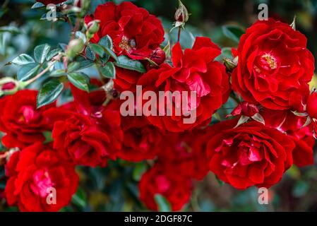 Deep red blooming rose flowers in bush in green summer garden Stock Photo