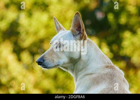 hunting dog light haired warren hound dog in the field outdoors Stock Photo