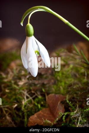 Snowdrops are the first spring flowers among the leaves. Stock Photo