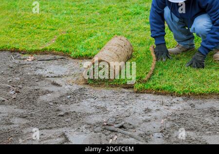 Man laying grass turf rolls for new garden lawn Stock Photo