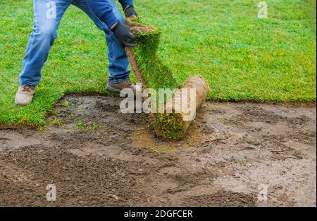 Landscaping laying new sod a backyard green lawn grass in rolls Stock Photo