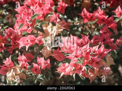 Pink bougainvillea blooming against the blue sky Stock Photo