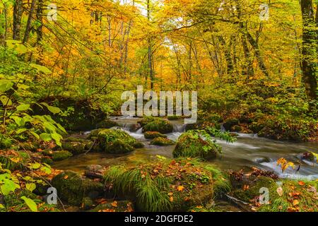 Flow of Oirase River in autumn season with the colorful falling leaves on the green mossy rocks Stock Photo