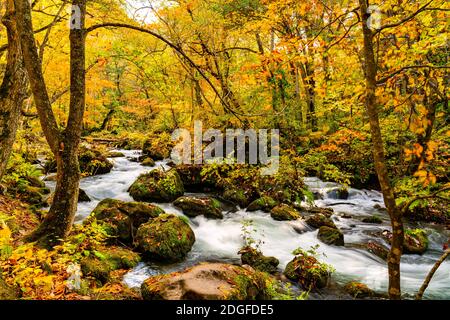View of Oirase Mountain Stream flow rapidly through the colorful foliage of autumn forest Stock Photo