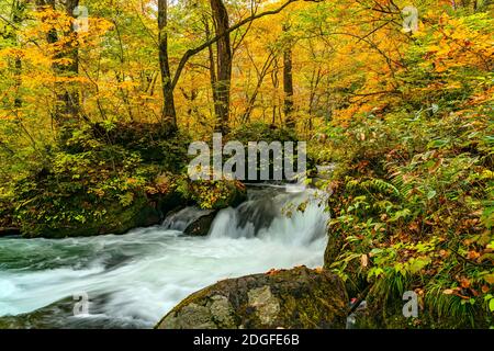 Beautiful Oirase Mountain Stream flow passing the colorful foliage in autumn season forest Stock Photo