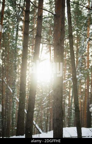 Sun shining though trees in snowy forest. Winter landscape. Selective focus. Stock Photo