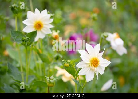 White anemone or dahlia flowers in the field of flowers Stock Photo