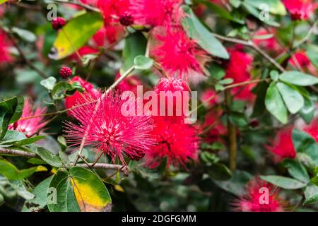 Red powderpuff flowers Stock Photo