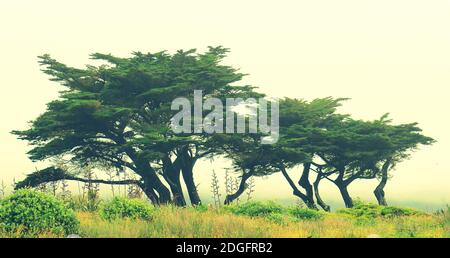 Monterey cypress (Cupressus macrocarpa) at Te Horo Beach, NZ Stock Photo
