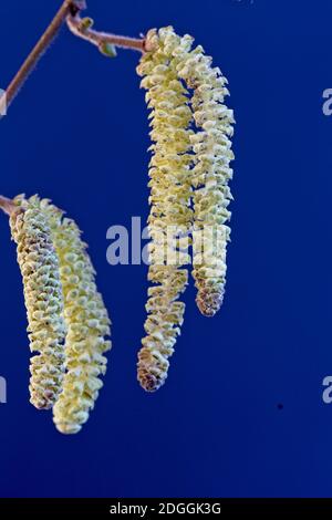 Hazel catkins, (Corylus avellana), Cornwall, England, UK. Stock Photo