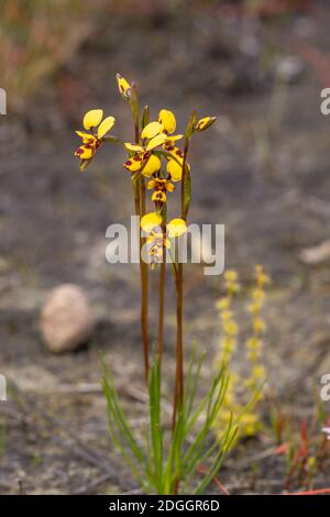 yellow flowers of the Donkey Orchid Diuris laxiflora in the Cape Le Grand Nationalpark, Western Australia, view from the front Stock Photo