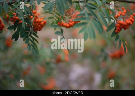 Naturalistic view of pale red berries of mountain ash on a cloudy autumn day Stock Photo