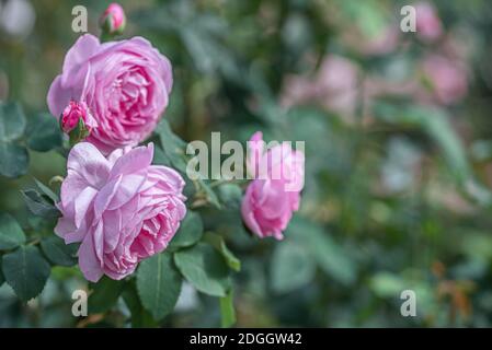 Pink blooming rose flowers in bush in public park Stock Photo