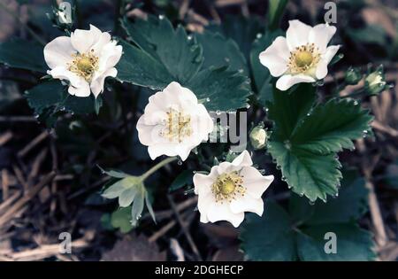 Blooming strawberry with dew drops on the flowers. Stock Photo