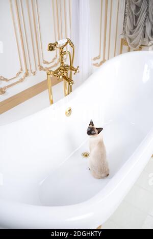 The theme is luxury and wealth. A cat without a tail of the Mekong Bobtail breed in a retro bathroom in the interior of the Baro Stock Photo